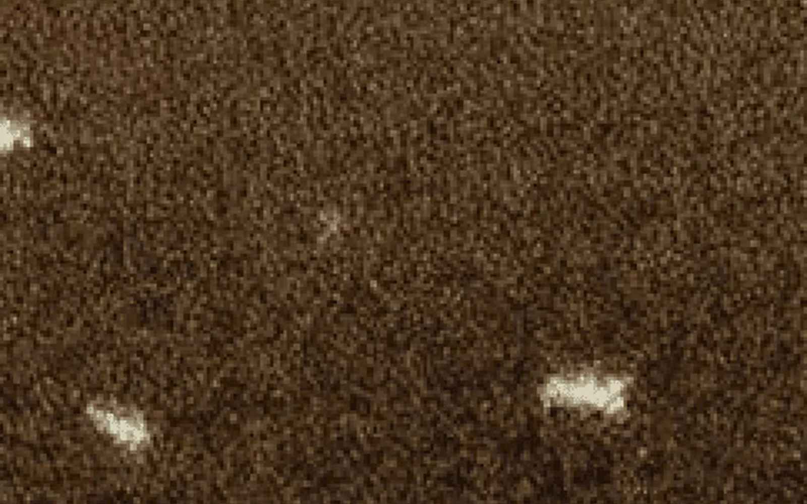 Antelope Print Carpet